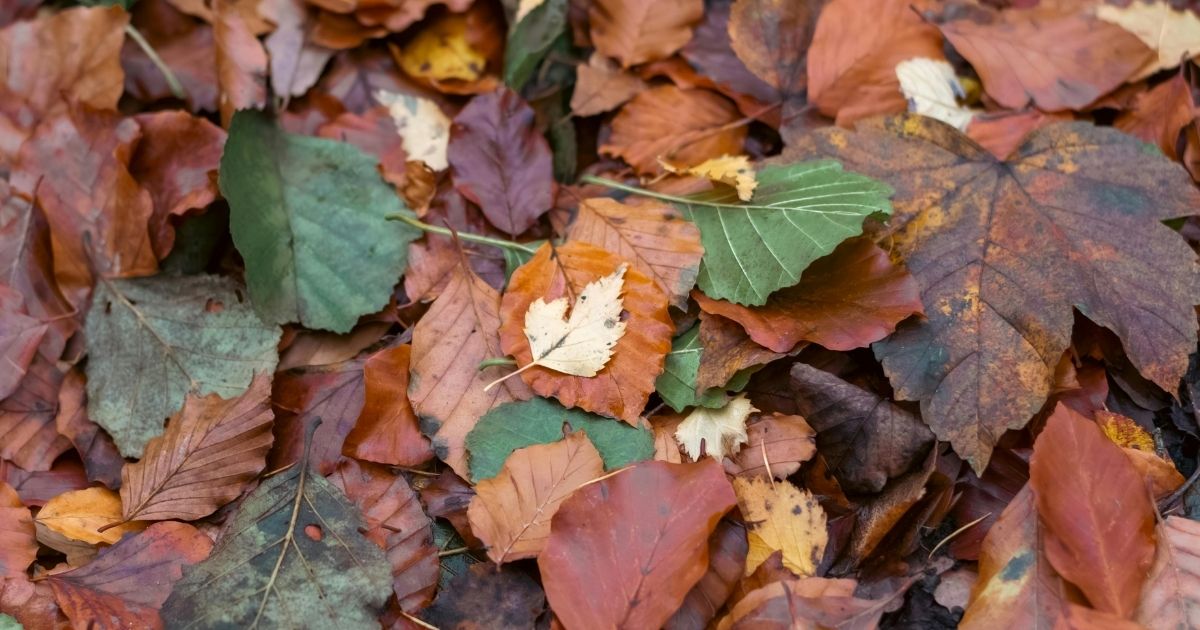 The Most Beautiful Leaf